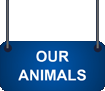 our animals